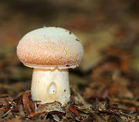 Gypsy Mushroom - Cortinarius caperatus Convex, tannish pink cap with lots of white fibers near the center. Pale tan gills that were wavy and attached to the stem. The stem was whitish.<br />
<br />
Habitat: Growing on the ground in a mixed forest<br />
https://www.jungledragon.com/image/91676/gypsy_mushroom_-_cortinarius_caperatus.html Cortinarius caperatus,Geotagged,Gypsy mushroom,Summer,United States
