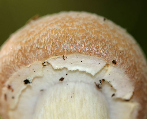 Gypsy Mushroom - Cortinarius caperatus Convex, tannish pink cap with lots of white fibers near the center. Pale tan gills that were wavy and attached to the stem. The stem was whitish.

Habitat: Growing on the ground in a mixed forest.
https://www.jungledragon.com/image/91675/gypsy_mushroom_-_cortinarius_caperatus.html Cortinarius caperatus,Geotagged,Gypsy mushroom,Summer,United States