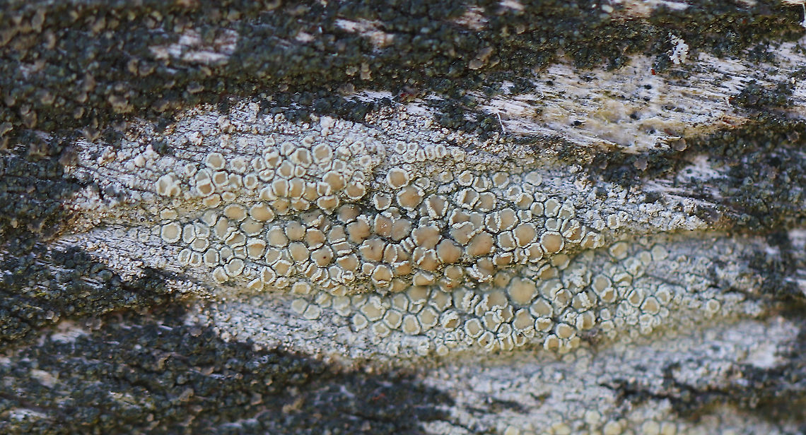 Lecanora strobilina This lichen was sooo tiny - the apothecia were only about 0.3-0.5 mm diameter.<br />
<br />
Habitat: Wooden bench beside a woodland pond<br />
<figure class="photo"><a href="https://www.jungledragon.com/image/91699/lecanora_strobilina.html" title="Lecanora strobilina"><img src="https://s3.amazonaws.com/media.jungledragon.com/images/3232/91699_thumb.jpg?AWSAccessKeyId=05GMT0V3GWVNE7GGM1R2&Expires=1759968010&Signature=5%2BE2vjyVcGXIamSibW2lY88%2BjqE%3D" width="200" height="134" alt="Lecanora strobilina This lichen was sooo tiny - the apothecia were only about 0.3-0.5 mm diameter.<br />
<br />
Habitat: Wooden bench beside a woodland pond<br />
https://www.jungledragon.com/image/91698/lecanora_strobilina.html Geotagged,Lecanora strobilina,Spring,United States,lichen" /></a></figure> Geotagged,Lecanora,Lecanora strobilina,Spring,United States,lichen