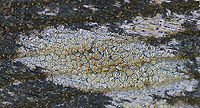 Lecanora strobilina This lichen was sooo tiny - the apothecia were only about 0.3-0.5 mm diameter.<br />
<br />
Habitat: Wooden bench beside a woodland pond<br />
https://www.jungledragon.com/image/91699/lecanora_strobilina.html Geotagged,Lecanora,Lecanora strobilina,Spring,United States,lichen