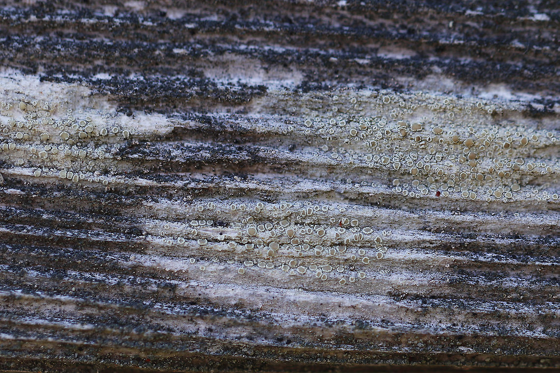 Lecanora strobilina This lichen was sooo tiny - the apothecia were only about 0.3-0.5 mm diameter.<br />
<br />
Habitat: Wooden bench beside a woodland pond<br />
<figure class="photo"><a href="https://www.jungledragon.com/image/91698/lecanora_strobilina.html" title="Lecanora strobilina"><img src="https://s3.amazonaws.com/media.jungledragon.com/images/3232/91698_thumb.jpg?AWSAccessKeyId=05GMT0V3GWVNE7GGM1R2&Expires=1763596810&Signature=PKBXBjvq86Ox7LvHJwvIvUAn3pk%3D" width="200" height="110" alt="Lecanora strobilina This lichen was sooo tiny - the apothecia were only about 0.3-0.5 mm diameter.<br />
<br />
Habitat: Wooden bench beside a woodland pond<br />
https://www.jungledragon.com/image/91699/lecanora_strobilina.html Geotagged,Lecanora,Lecanora strobilina,Spring,United States,lichen" /></a></figure> Geotagged,Lecanora strobilina,Spring,United States,lichen