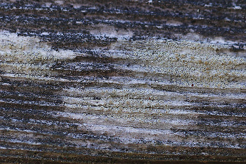 Lecanora strobilina This lichen was sooo tiny - the apothecia were only about 0.3-0.5 mm diameter.

Habitat: Wooden bench beside a woodland pond
https://www.jungledragon.com/image/91698/lecanora_strobilina.html Geotagged,Lecanora strobilina,Spring,United States,lichen