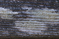 Lecanora strobilina This lichen was sooo tiny - the apothecia were only about 0.3-0.5 mm diameter.<br />
<br />
Habitat: Wooden bench beside a woodland pond<br />
https://www.jungledragon.com/image/91698/lecanora_strobilina.html Geotagged,Lecanora strobilina,Spring,United States,lichen