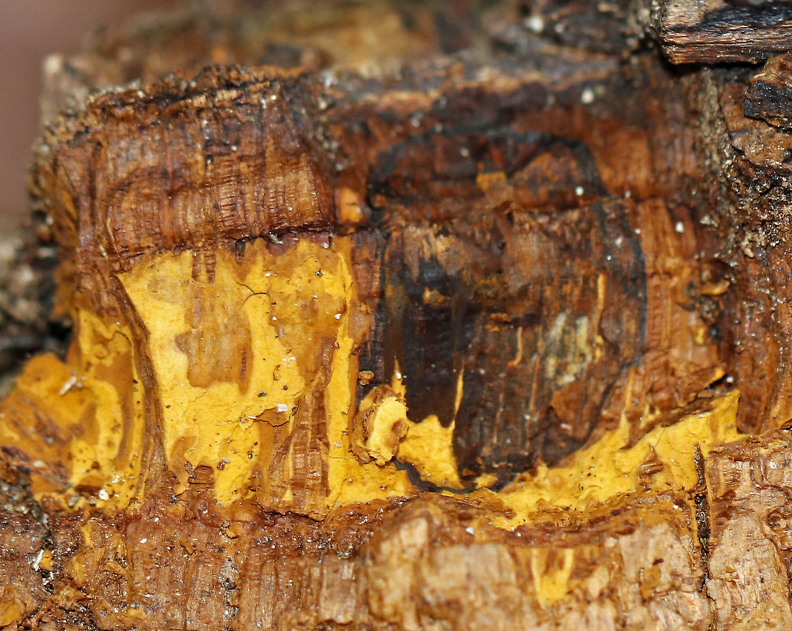 Chaga - Inonotus obliquus Known as the &quot;King of Medicinal Mushrooms&quot;, Chaga has an irregularly shaped, cracked, black outer surface, which looks like burnt charcoal. This hard, black surface is called the sclerotium. The sclerotium is a mass of mycelium that is black because it contains large amounts of melanin. Internally, the tissue is softer and cork-like with a rusty yellow-brown color.<br />
<br />
Chaga is nutrient-dense, and has many medicinal uses, including its potentially significant anti-cancer properties. Studies show that it may slow the growth of cancer and cause tumor cells to self-destruct.<br />
<br />
Habitat: Birch Chaga,Chaga mushroom,Geotagged,Inonotus,Inonotus obliquus,United States,Winter