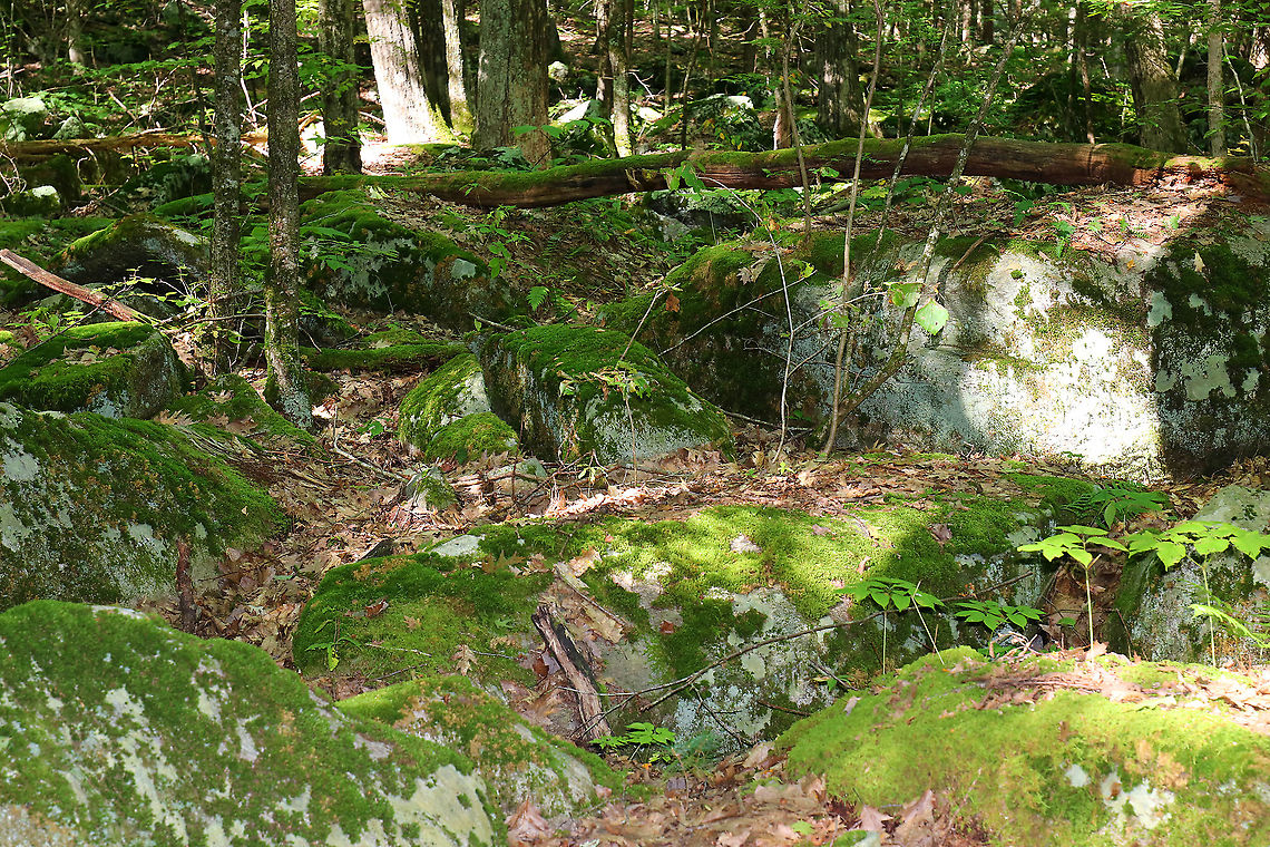 Northwest Highlands - Connecticut, USA This is my favorite place to hike in Connecticut. The terrain is really rough and exhausting to maneuver, which is typical of the Northwest Highlands of Connecticut. Located in the northwest corner of the state, it is part of the Berkshires and is known for its very rocky, hilly terrain and cooler temperatures. It is a heavily forested area (75%) with mesic forests that are dominated by hardwood and conifers. Common trees in the area include: oak, white and red pine, hickory, ash, maple, birch, and eastern hemlock...among others. There is also a variety of fauna - black bears, deer, coyotes, red fox, hare, raccoons, bobcats, porcupines, otters, fishers, beavers, wild turkeys, ducks, owls, reptiles, amphibians, insects, and plenty of passerine birds! Connecticut,Geotagged,Summer,United States,forest,northwest highlands