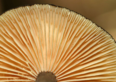 Lactarius lignyotus Cap was brown and velvety. The gills were cream colored. Stipe was brown with a white base. The gills leaked scant, white latex.

Habitat: Mixed forest Geotagged,Lactarius lignyotus,Summer,United States,fungus,lactarius,mushroom