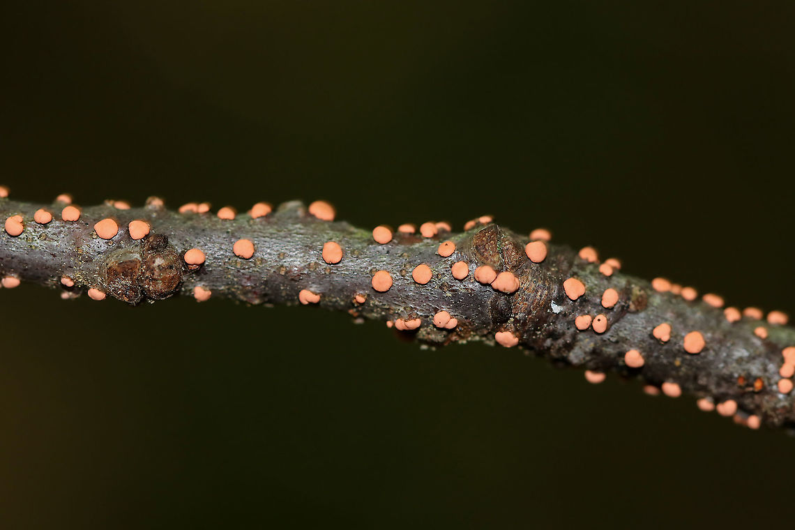 Coral Spot - Nectria cinnabarina Habitat: Hardwood stick Geotagged,Nectria,Nectria cinnabarina,Summer,United States,coral spot,flask fungus,plant pathogen