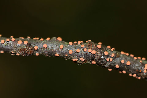 Coral Spot - Nectria cinnabarina Habitat: Hardwood stick Geotagged,Nectria,Nectria cinnabarina,Summer,United States,coral spot,flask fungus,plant pathogen