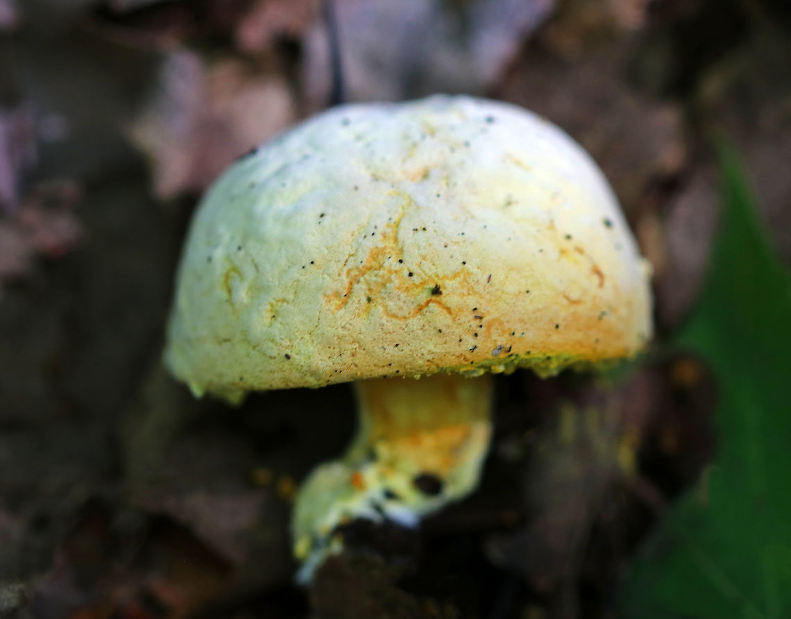 Bolete Eater - Hypomyces chrysospermus Habitat: Mixed forest Bolete eater,Geotagged,Hypomyces,Hypomyces chrysospermus,Summer,United States,fungus,parasitic fungus