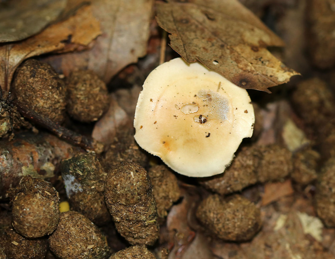 Unidentified Mushroom Habitat: Growing out of deer scat in a mostly deciduous forest Geotagged,Summer,United States,fungus,mushroom,scat