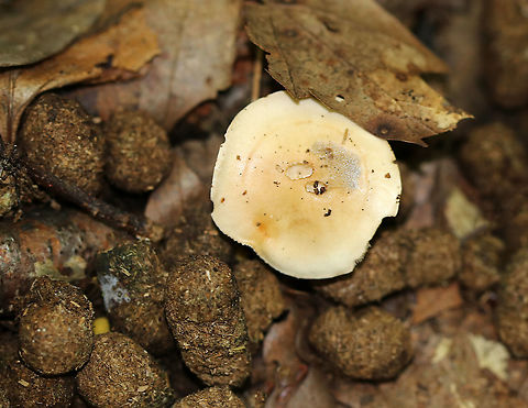 Unidentified Mushroom Habitat: Growing out of deer scat in a mostly deciduous forest Geotagged,Summer,United States,fungus,mushroom,scat