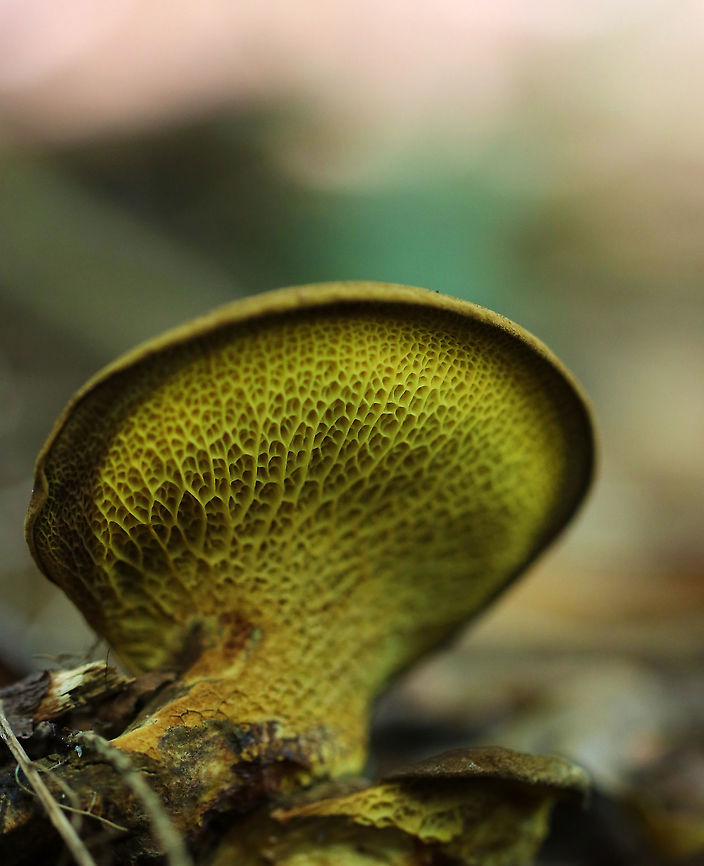 Ash-tree Bolete - Boletinellus merulioides The colors are a bit off in this photo, but I love the pores in this species.<br />
<br />
Habitat: Mixed forest Ash-tree bolete,Boletinellus,Boletinellus merulioides,Geotagged,Summer,United States,bolete,fungus,mushroom