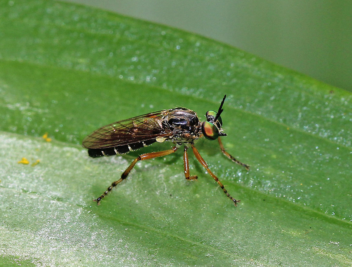 Taracticus octopunctatus Habitat: Rural backyard Asilidae,Geotagged,Summer,Taracticus,Taracticus octopunctatus,United States,diptera,fly,robber fly