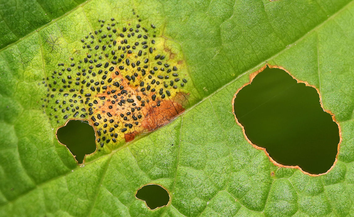 Rhytisma punctatum This fungus causes speckled tar spots on maple leaves.<br />
<br />
Habitat: Deciduous forest<br />
<figure class="photo"><a href="https://www.jungledragon.com/image/91783/rhytisma_punctatum.html" title="Rhytisma punctatum"><img src="https://s3.amazonaws.com/media.jungledragon.com/images/3232/91783_thumb.jpg?AWSAccessKeyId=05GMT0V3GWVNE7GGM1R2&Expires=1759968010&Signature=%2FXpJL7fSxERk8H9Drt4nq0caxd4%3D" width="200" height="168" alt="Rhytisma punctatum This fungus causes speckled tar spots on maple leaves.<br />
<br />
Habitat: Deciduous forest<br />
https://www.jungledragon.com/image/91782/rhytisma_punctatum.html Geotagged,Rhytisma punctatum,Summer,United States" /></a></figure> Geotagged,Rhytisma,Rhytisma punctatum,Summer,United States,fungus,maple,tar spots