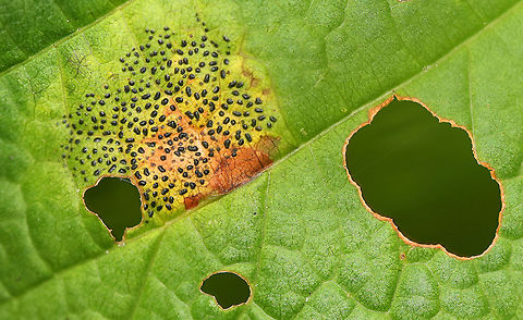 Rhytisma punctatum This fungus causes speckled tar spots on maple leaves.

Habitat: Deciduous forest
https://www.jungledragon.com/image/91783/rhytisma_punctatum.html Geotagged,Rhytisma,Rhytisma punctatum,Summer,United States,fungus,maple,tar spots