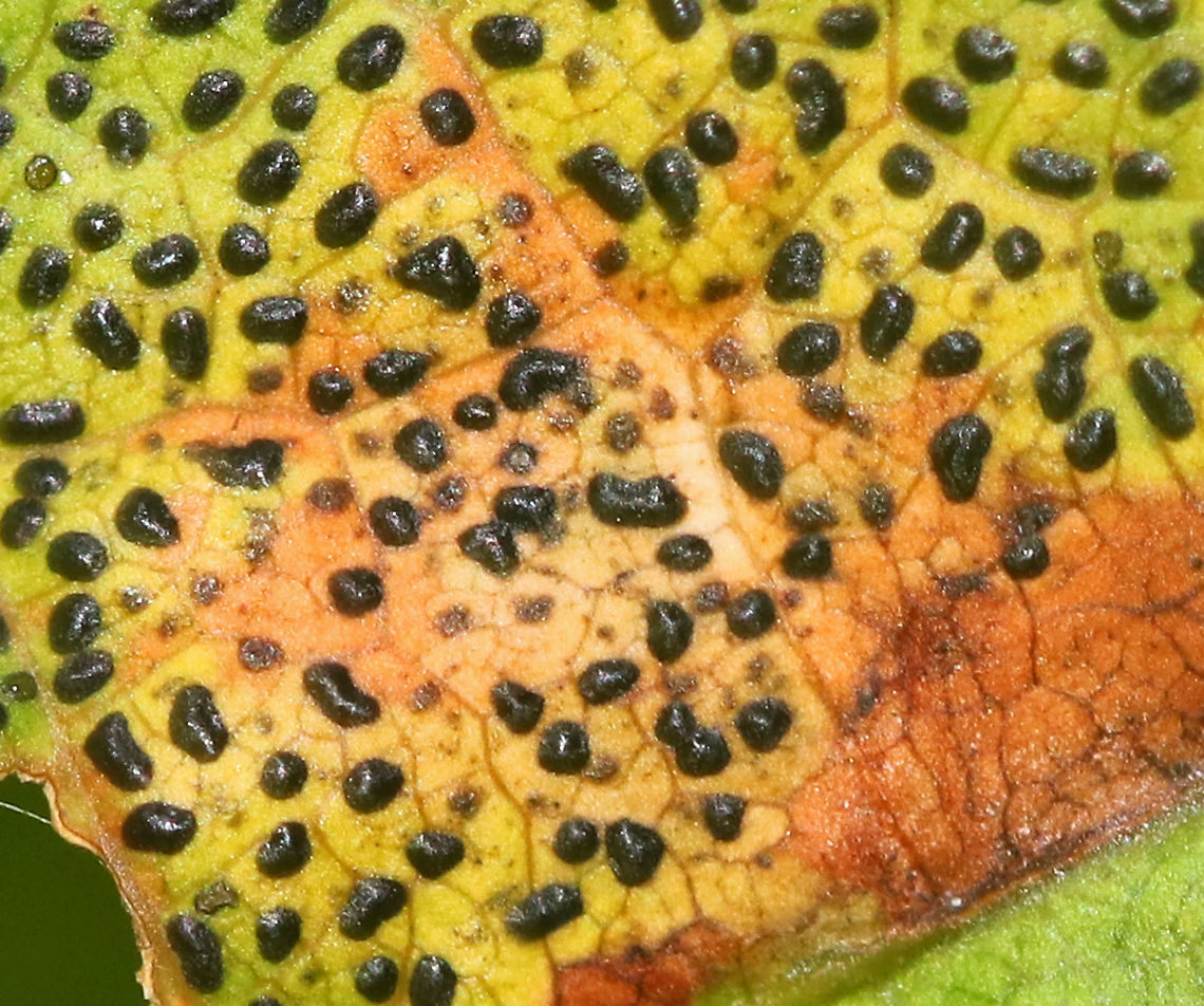 Rhytisma punctatum This fungus causes speckled tar spots on maple leaves.<br />
<br />
Habitat: Deciduous forest<br />
<figure class="photo"><a href="https://www.jungledragon.com/image/91782/rhytisma_punctatum.html" title="Rhytisma punctatum"><img src="https://s3.amazonaws.com/media.jungledragon.com/images/3232/91782_thumb.jpg?AWSAccessKeyId=05GMT0V3GWVNE7GGM1R2&Expires=1759968010&Signature=O7tmxqoAOISwOW%2BFS3V1wYCp%2FhY%3D" width="200" height="124" alt="Rhytisma punctatum This fungus causes speckled tar spots on maple leaves.<br />
<br />
Habitat: Deciduous forest<br />
https://www.jungledragon.com/image/91783/rhytisma_punctatum.html Geotagged,Rhytisma,Rhytisma punctatum,Summer,United States,fungus,maple,tar spots" /></a></figure> Geotagged,Rhytisma punctatum,Summer,United States