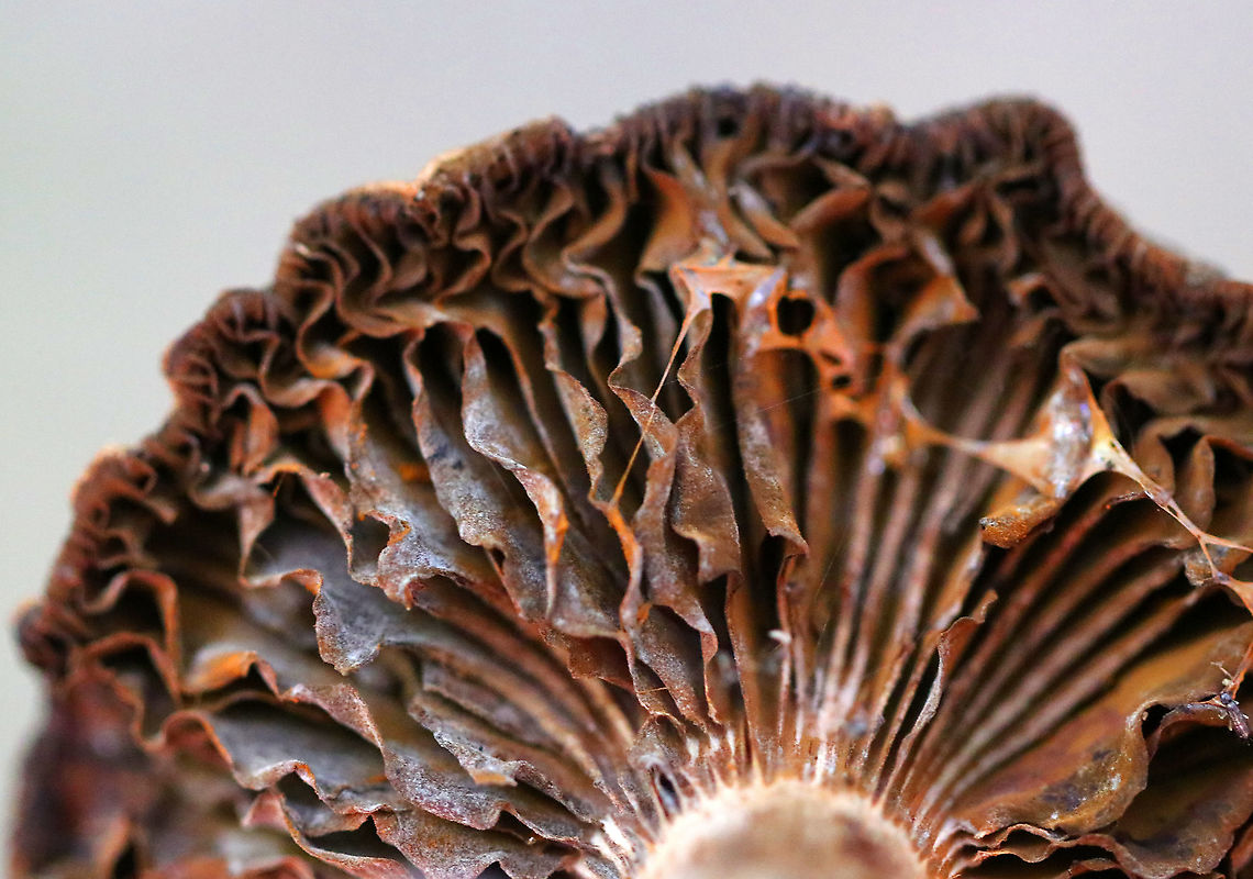 Mushroom - Cortinarius sp. This mushroom was old and gnarly, but also beautiful.<br />
<br />
Habitat: Deciduous forest<br />
<figure class="photo"><a href="https://www.jungledragon.com/image/91787/mushroom_-_cortinarius_sp.html" title="Mushroom - Cortinarius sp."><img src="https://s3.amazonaws.com/media.jungledragon.com/images/3232/91787_thumb.jpg?AWSAccessKeyId=05GMT0V3GWVNE7GGM1R2&Expires=1769040010&Signature=hApZryfBBe2ynjirZkHyUl419EE%3D" width="200" height="192" alt="Mushroom - Cortinarius sp. This mushroom was old and gnarly, but also beautiful.<br />
<br />
Habitat: Deciduous forest<br />
https://www.jungledragon.com/image/91788/mushroom_-_cortinarius_sp.html<br />
https://www.jungledragon.com/image/91786/mushroom_-_cortinarius_sp.html Geotagged,Summer,United States" /></a></figure><br />
<figure class="photo"><a href="https://www.jungledragon.com/image/91788/mushroom_-_cortinarius_sp.html" title="Mushroom - Cortinarius sp."><img src="https://s3.amazonaws.com/media.jungledragon.com/images/3232/91788_thumb.jpg?AWSAccessKeyId=05GMT0V3GWVNE7GGM1R2&Expires=1769040010&Signature=kOWmzc%2BZShSFlFBVGxY2mQ0AFBE%3D" width="200" height="134" alt="Mushroom - Cortinarius sp. This mushroom was old and gnarly, but also beautiful.<br />
<br />
Habitat: Deciduous forest<br />
https://www.jungledragon.com/image/91786/mushroom_-_cortinarius_sp.html<br />
https://www.jungledragon.com/image/91787/mushroom_-_cortinarius_sp.html Geotagged,Summer,United States" /></a></figure> Cortinarius,Geotagged,Summer,United States,cort,fungus,mushroom