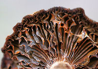 Mushroom - Cortinarius sp. This mushroom was old and gnarly, but also beautiful.<br />
<br />
Habitat: Deciduous forest<br />
https://www.jungledragon.com/image/91787/mushroom_-_cortinarius_sp.html<br />
https://www.jungledragon.com/image/91788/mushroom_-_cortinarius_sp.html Cortinarius,Geotagged,Summer,United States,cort,fungus,mushroom