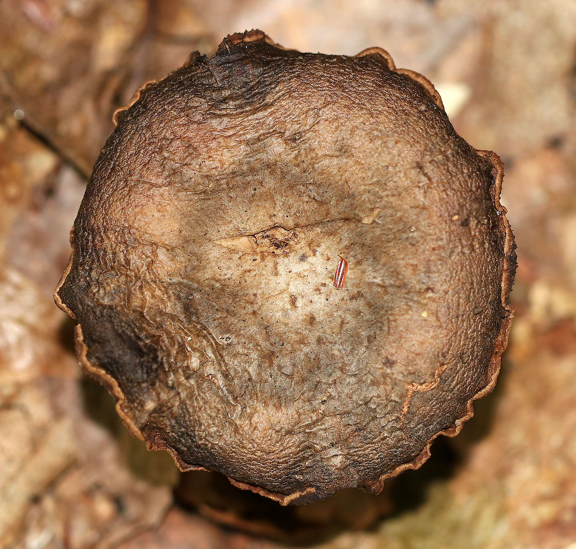 Mushroom - Cortinarius sp. This mushroom was old and gnarly, but also beautiful.<br />
<br />
Habitat: Deciduous forest<br />
<figure class="photo"><a href="https://www.jungledragon.com/image/91788/mushroom_-_cortinarius_sp.html" title="Mushroom - Cortinarius sp."><img src="https://s3.amazonaws.com/media.jungledragon.com/images/3232/91788_thumb.jpg?AWSAccessKeyId=05GMT0V3GWVNE7GGM1R2&Expires=1759968010&Signature=NkU1ClWDFtpccxO%2Fjn7leXEc6wQ%3D" width="200" height="134" alt="Mushroom - Cortinarius sp. This mushroom was old and gnarly, but also beautiful.<br />
<br />
Habitat: Deciduous forest<br />
https://www.jungledragon.com/image/91786/mushroom_-_cortinarius_sp.html<br />
https://www.jungledragon.com/image/91787/mushroom_-_cortinarius_sp.html Geotagged,Summer,United States" /></a></figure><br />
<figure class="photo"><a href="https://www.jungledragon.com/image/91786/mushroom_-_cortinarius_sp.html" title="Mushroom - Cortinarius sp."><img src="https://s3.amazonaws.com/media.jungledragon.com/images/3232/91786_thumb.jpg?AWSAccessKeyId=05GMT0V3GWVNE7GGM1R2&Expires=1759968010&Signature=vNl9nEQ2BfwsacrTA9wbBMnkWJg%3D" width="200" height="142" alt="Mushroom - Cortinarius sp. This mushroom was old and gnarly, but also beautiful.<br />
<br />
Habitat: Deciduous forest<br />
https://www.jungledragon.com/image/91787/mushroom_-_cortinarius_sp.html<br />
https://www.jungledragon.com/image/91788/mushroom_-_cortinarius_sp.html Cortinarius,Geotagged,Summer,United States,cort,fungus,mushroom" /></a></figure> Geotagged,Summer,United States