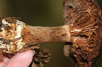 Mushroom - Cortinarius sp. This mushroom was old and gnarly, but also beautiful.<br />
<br />
Habitat: Deciduous forest<br />
https://www.jungledragon.com/image/91786/mushroom_-_cortinarius_sp.html<br />
https://www.jungledragon.com/image/91787/mushroom_-_cortinarius_sp.html Geotagged,Summer,United States