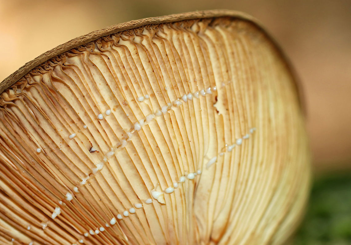 Corrugated-cap Milky - Lactifluus corrugis Habitat: Deciduous forest<br />
<figure class="photo"><a href="https://www.jungledragon.com/image/91791/corrugated-cap_milky_-_lactifluus_corrugis.html" title="Corrugated-cap Milky - Lactifluus corrugis"><img src="https://s3.amazonaws.com/media.jungledragon.com/images/3232/91791_thumb.jpg?AWSAccessKeyId=05GMT0V3GWVNE7GGM1R2&Expires=1759968010&Signature=02%2BphQw2Mzma4U8zPG8GSXG%2Fvlc%3D" width="124" height="152" alt="Corrugated-cap Milky - Lactifluus corrugis Habitat: Deciduous forest<br />
https://www.jungledragon.com/image/91789/mushroom_-_lactarius_sp.html<br />
https://www.jungledragon.com/image/91790/mushroom_-_lactarius_sp.html Corrugated-cap milky,Geotagged,Lactifluus corrugis,Summer,United States" /></a></figure><br />
<figure class="photo"><a href="https://www.jungledragon.com/image/91790/corrugated-cap_milky_-_lactifluus_corrugis.html" title="Corrugated-cap Milky - Lactifluus corrugis"><img src="https://s3.amazonaws.com/media.jungledragon.com/images/3232/91790_thumb.jpg?AWSAccessKeyId=05GMT0V3GWVNE7GGM1R2&Expires=1759968010&Signature=ENGwWwct4yObGDOBnUKsIoZ6maA%3D" width="200" height="138" alt="Corrugated-cap Milky - Lactifluus corrugis Habitat: Deciduous forest<br />
<br />
https://www.jungledragon.com/image/91789/mushroom_-_lactarius_sp.html<br />
https://www.jungledragon.com/image/91791/mushroom_-_lactarius_sp.html Corrugated-cap milky,Geotagged,Lactifluus corrugis,Summer,United States" /></a></figure> Corrugated-cap milky,Geotagged,Lactarius,Lactifluus corrugis,Summer,United States,fungus,milk cap,mushroom