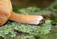 Corrugated-cap Milky - Lactifluus corrugis Habitat: Deciduous forest<br />
<br />
https://www.jungledragon.com/image/91789/mushroom_-_lactarius_sp.html<br />
https://www.jungledragon.com/image/91791/mushroom_-_lactarius_sp.html Corrugated-cap milky,Geotagged,Lactifluus corrugis,Summer,United States
