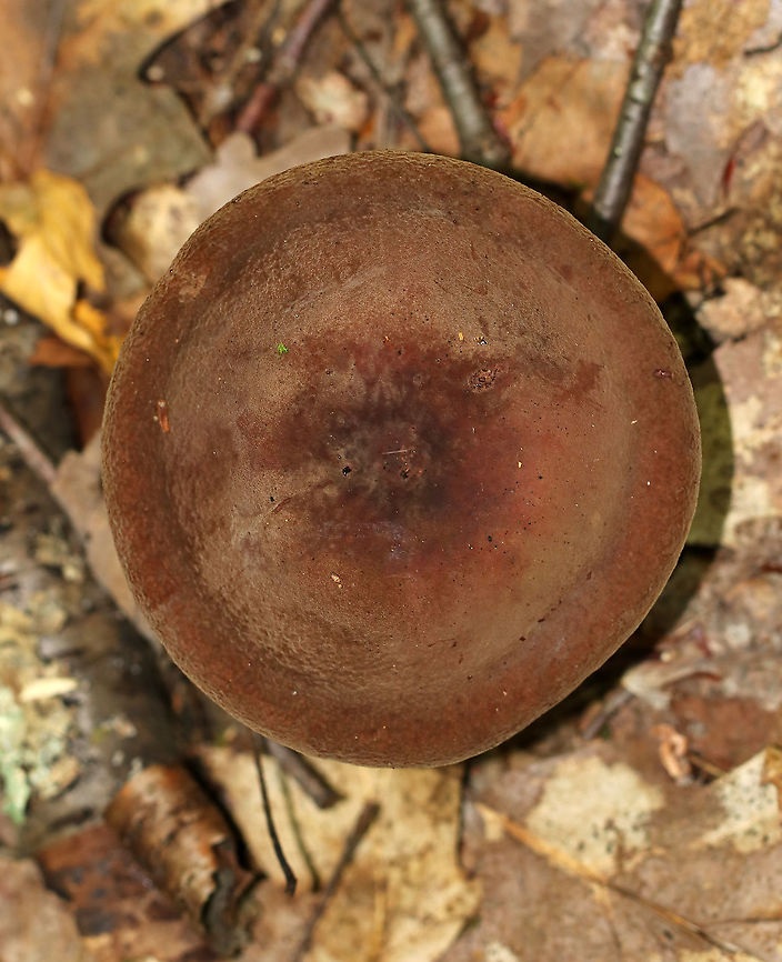 Corrugated-cap Milky - Lactifluus corrugis Habitat: Deciduous forest<br />
<figure class="photo"><a href="https://www.jungledragon.com/image/91789/corrugated-cap_milky_-_lactifluus_corrugis.html" title="Corrugated-cap Milky - Lactifluus corrugis"><img src="https://s3.amazonaws.com/media.jungledragon.com/images/3232/91789_thumb.jpg?AWSAccessKeyId=05GMT0V3GWVNE7GGM1R2&Expires=1763596810&Signature=KMQLeB7DlXGT6JRQtq5YW0Ags8k%3D" width="200" height="140" alt="Corrugated-cap Milky - Lactifluus corrugis Habitat: Deciduous forest<br />
https://www.jungledragon.com/image/91791/mushroom_-_lactarius_sp.html<br />
https://www.jungledragon.com/image/91790/mushroom_-_lactarius_sp.html Corrugated-cap milky,Geotagged,Lactarius,Lactifluus corrugis,Summer,United States,fungus,milk cap,mushroom" /></a></figure><br />
<figure class="photo"><a href="https://www.jungledragon.com/image/91790/corrugated-cap_milky_-_lactifluus_corrugis.html" title="Corrugated-cap Milky - Lactifluus corrugis"><img src="https://s3.amazonaws.com/media.jungledragon.com/images/3232/91790_thumb.jpg?AWSAccessKeyId=05GMT0V3GWVNE7GGM1R2&Expires=1763596810&Signature=bFv7j5L50%2FULRAg%2B4HSXz4mrDr0%3D" width="200" height="138" alt="Corrugated-cap Milky - Lactifluus corrugis Habitat: Deciduous forest<br />
<br />
https://www.jungledragon.com/image/91789/mushroom_-_lactarius_sp.html<br />
https://www.jungledragon.com/image/91791/mushroom_-_lactarius_sp.html Corrugated-cap milky,Geotagged,Lactifluus corrugis,Summer,United States" /></a></figure> Corrugated-cap milky,Geotagged,Lactifluus corrugis,Summer,United States