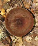 Corrugated-cap Milky - Lactifluus corrugis Habitat: Deciduous forest<br />
https://www.jungledragon.com/image/91789/mushroom_-_lactarius_sp.html<br />
https://www.jungledragon.com/image/91790/mushroom_-_lactarius_sp.html Corrugated-cap milky,Geotagged,Lactifluus corrugis,Summer,United States