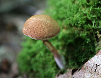 Graceful Bolete - Austroboletus gracilis Habitat: Growing out of mossy roots in a deciduous forest<br />
https://www.jungledragon.com/image/91793/graceful_bolete_-_austroboletus_gracilis.html Austroboletus,Austroboletus gracilis,Geotagged,Summer,United States,bolete,mushroom