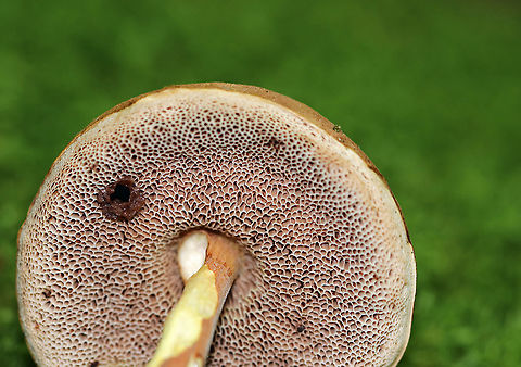 Graceful Bolete - Austroboletus gracilis Habitat: Growing out of mossy roots in a deciduous forest
https://www.jungledragon.com/image/91792/graceful_bolete_-_austroboletus_gracilis.html Austroboletus gracilis,Geotagged,Summer,United States
