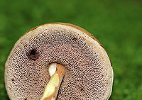 Graceful Bolete - Austroboletus gracilis Habitat: Growing out of mossy roots in a deciduous forest<br />
https://www.jungledragon.com/image/91792/graceful_bolete_-_austroboletus_gracilis.html Austroboletus gracilis,Geotagged,Summer,United States