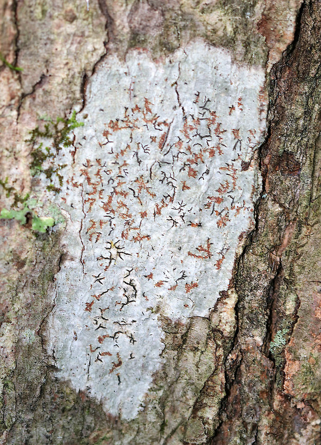 Script Lichen - Graphis scripta *I&#039;m not totally sure about the ID yet.  It could also be  Phaeographis inusta.<br />
<br />
The pinkish orange bits are probably Trentepohlia algae. <br />
<br />
Habitat: Deciduous tree Geotagged,Graphis scripta,Summer,United States,lichen,script lichen