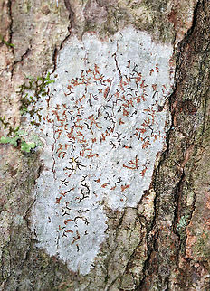 Script Lichen - Graphis scripta *I'm not totally sure about the ID yet.  It could also be  Phaeographis inusta.

The pinkish orange bits are probably Trentepohlia algae. 

Habitat: Deciduous tree Geotagged,Graphis scripta,Summer,United States,lichen,script lichen