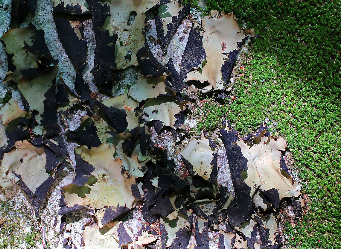Smooth Rock Tripe - Umbilicaria mammulata Large, foliose lichen that was very pale green on top and black underneath.<br />
<br />
*U. mammulata is one of the largest lichens in the world. The thallus can be up to 15cm in diameter.<br />
<br />
Habitat: Covering rocks in a deciduous forest Geotagged,Smooth Rock Tripe,Summer,Umbilicaria mammulata,United States,lichen