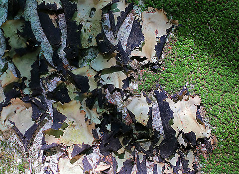 Smooth Rock Tripe - Umbilicaria mammulata Large, foliose lichen that was very pale green on top and black underneath.

*U. mammulata is one of the largest lichens in the world. The thallus can be up to 15cm in diameter.

Habitat: Covering rocks in a deciduous forest Geotagged,Smooth Rock Tripe,Summer,Umbilicaria mammulata,United States,lichen