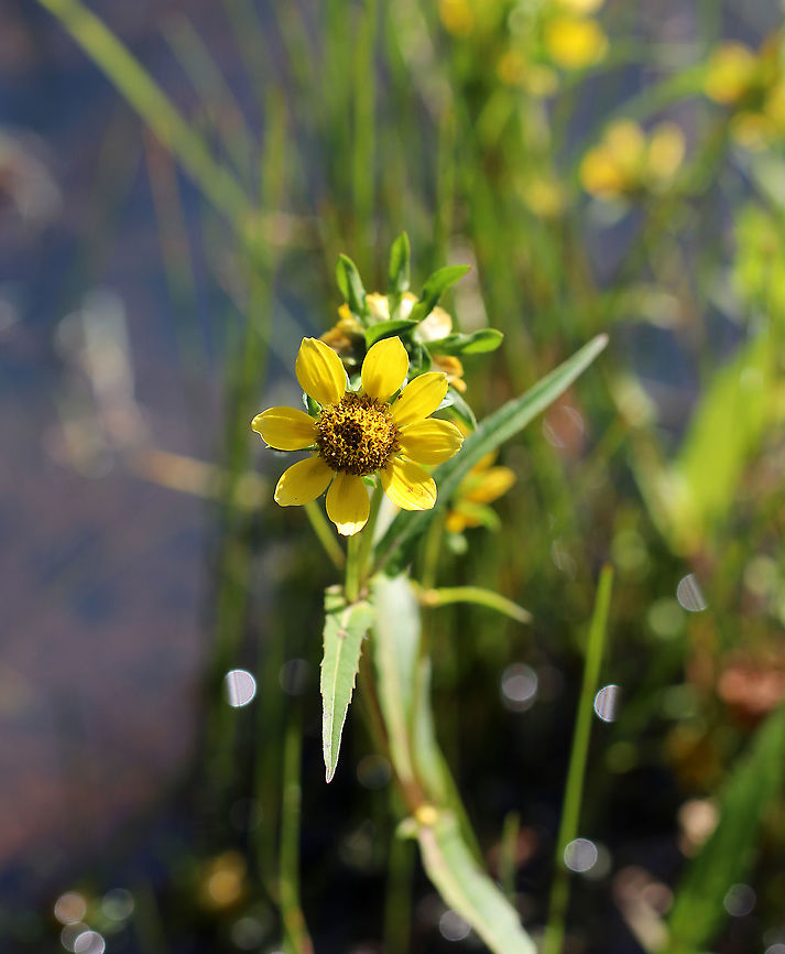 Nodding Beggar-ticks - Bidens cernua The flower heads tend to droop downwards as the plant ages, hence the common name.<br />
<br />
Habitat: Pond edge/wetland<br />
<figure class="photo"><a href="https://www.jungledragon.com/image/91799/nodding_beggar-ticks_-_bidens_cernua.html" title="Nodding Beggar-ticks - Bidens cernua"><img src="https://s3.amazonaws.com/media.jungledragon.com/images/3232/91799_thumb.jpg?AWSAccessKeyId=05GMT0V3GWVNE7GGM1R2&Expires=1759968010&Signature=8yALSVttlvZYqxoErDHvE4w01uo%3D" width="200" height="158" alt="Nodding Beggar-ticks - Bidens cernua The flower heads tend to droop downwards as the plant ages, hence the common name.<br />
<br />
Habitat: Pond edge/wetland<br />
https://www.jungledragon.com/image/91798/nodding_beggar-ticks_-_bidens_cernua.html Bidens cernua,Geotagged,Nodding beggarticks,Summer,United States" /></a></figure> Bidens cernua,Geotagged,Nodding beggarticks,Summer,United States,beggar-ticks,beggartick,bidens,wildflower