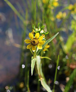 Nodding Beggar-ticks - Bidens cernua The flower heads tend to droop downwards as the plant ages, hence the common name.

Habitat: Pond edge/wetland
https://www.jungledragon.com/image/91799/nodding_beggar-ticks_-_bidens_cernua.html Bidens cernua,Geotagged,Nodding beggarticks,Summer,United States,beggar-ticks,beggartick,bidens,wildflower