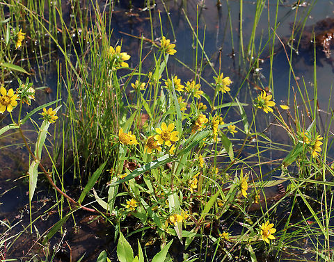 Nodding Beggar-ticks - Bidens cernua The flower heads tend to droop downwards as the plant ages, hence the common name.

Habitat: Pond edge/wetland
https://www.jungledragon.com/image/91798/nodding_beggar-ticks_-_bidens_cernua.html Bidens cernua,Geotagged,Nodding beggarticks,Summer,United States