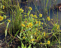 Nodding Beggar-ticks - Bidens cernua The flower heads tend to droop downwards as the plant ages, hence the common name.<br />
<br />
Habitat: Pond edge/wetland<br />
https://www.jungledragon.com/image/91798/nodding_beggar-ticks_-_bidens_cernua.html Bidens cernua,Geotagged,Nodding beggarticks,Summer,United States