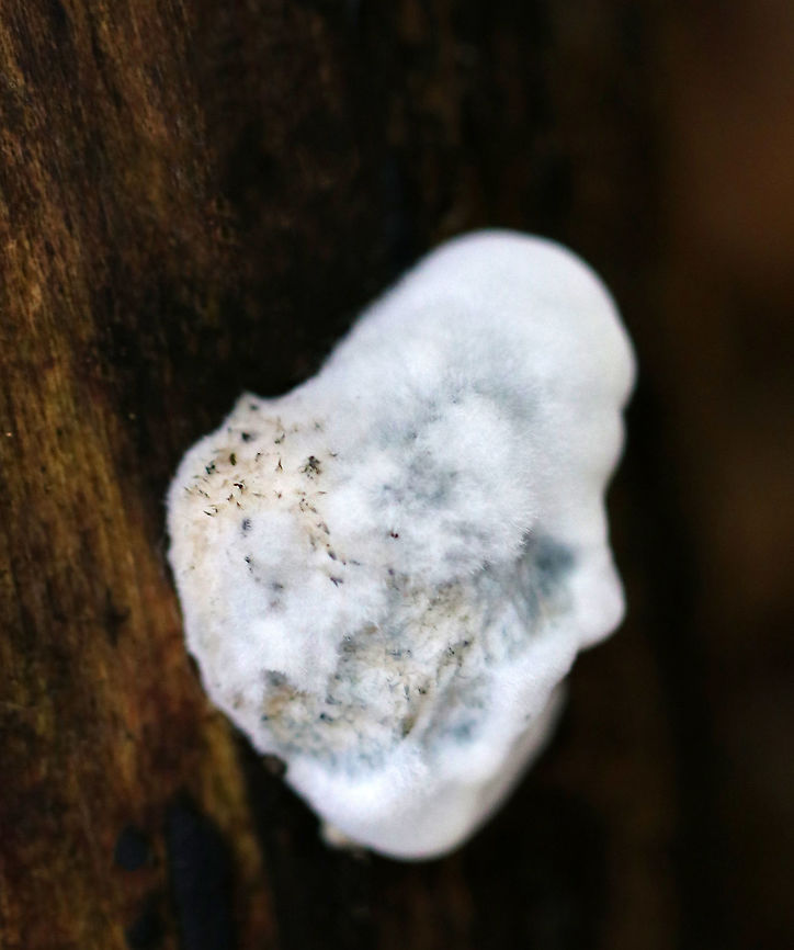 Blue Cheese Polypore - Postia livens I think this is Postia caesia with some sort of white mold (and maybe something else) growing on it.<br />
<br />
Habitat: Rotting wood in a mixed forest Blue Cheese Polypore,Geotagged,Postia,Postia caesia,Postia livens,Summer,United States,fungus,mold,polypore