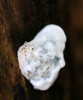 Blue Cheese Polypore - Postia livens I think this is Postia caesia with some sort of white mold (and maybe something else) growing on it.

Habitat: Rotting wood in a mixed forest Blue Cheese Polypore,Geotagged,Postia,Postia caesia,Postia livens,Summer,United States,fungus,mold,polypore