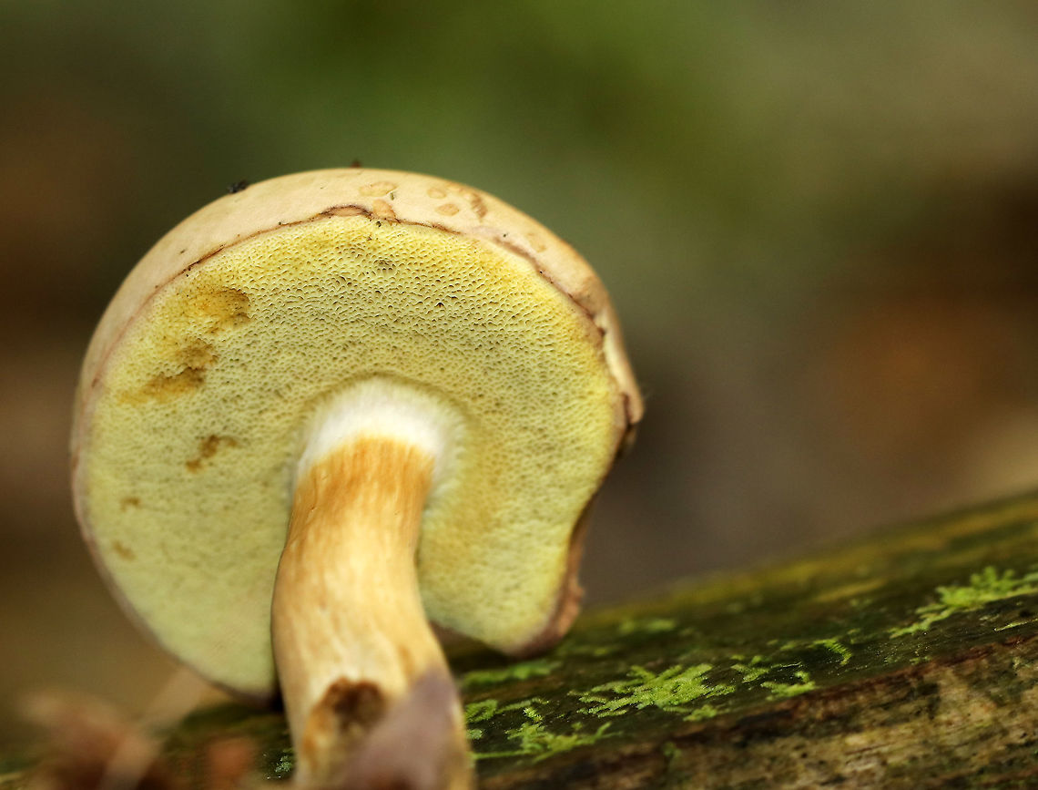 Pale Bolete - Boletus pallidus Cap: Tan, velvety, convex <br />
Stem: Brown streaks and a white apex<br />
Pores:Yellow; bruised when marked<br />
Habitat: Mixed forest<br />
 Boletus pallidus,Geotagged,Pale Bolete,Summer,United States,bolete,boletus,fungus,mushroom
