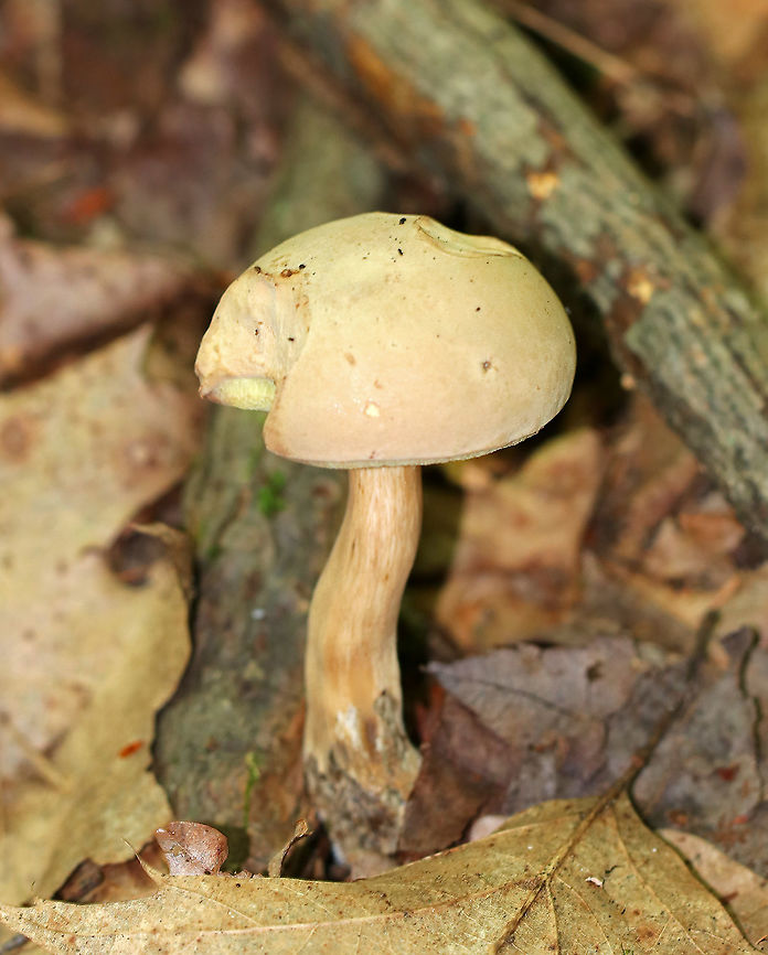 Pale Bolete - Imleria pallida Cap: Tan, velvety, convex<br />
Stem: Brown streaks and a white apex<br />
Pores:Yellow; bruised when marked<br />
Habitat: Mixed forest Boletus pallidus,Geotagged,Imleria,Imleria pallida,Summer,United States