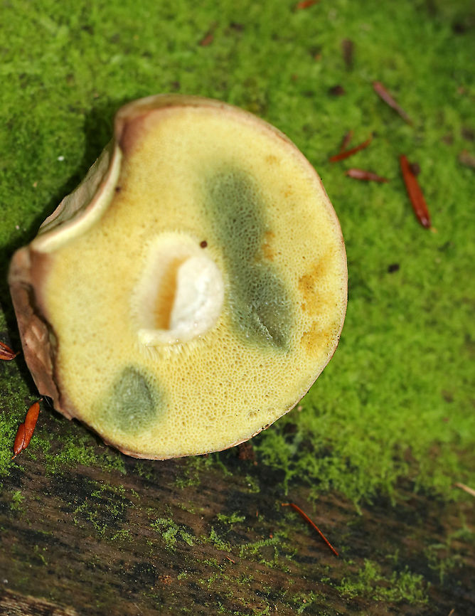 Pale Bolete - Boletus pallidus Cap: Tan, velvety, convex<br />
Stem: Brown streaks and a white apex<br />
Pores:Yellow; bruised when marked<br />
Habitat: Mixed forest Boletus pallidus,Geotagged,Summer,United States