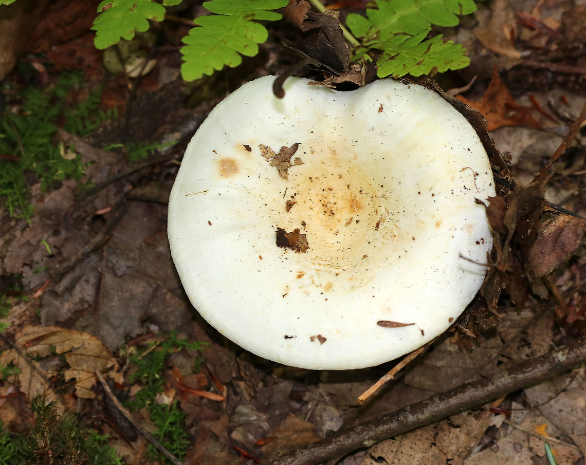 Lactifluus subvellereus var. subdistans Habitat: Growing on the ground, under oak, in a mixed forest.<br />
<figure class="photo"><a href="https://www.jungledragon.com/image/91834/lactifluus_subvellereus_var._subdistans.html" title="Lactifluus subvellereus var. subdistans"><img src="https://s3.amazonaws.com/media.jungledragon.com/images/3232/91834_thumb.jpg?AWSAccessKeyId=05GMT0V3GWVNE7GGM1R2&Expires=1767225610&Signature=CUZsy0J%2BuowsiDicetzWo8B6JW8%3D" width="200" height="166" alt="Lactifluus subvellereus var. subdistans Habitat: Growing on the ground, under oak, in a mixed forest.<br />
https://www.jungledragon.com/image/91832/lactifluus_subvellereus_var._subdistans.html<br />
https://www.jungledragon.com/image/91833/lactifluus_subvellereus_var._subdistans.html Geotagged,Lactifluus subvellereus,Summer,United States" /></a></figure><br />
<figure class="photo"><a href="https://www.jungledragon.com/image/91833/lactifluus_subvellereus_var._subdistans.html" title="Lactifluus subvellereus var. subdistans"><img src="https://s3.amazonaws.com/media.jungledragon.com/images/3232/91833_thumb.jpg?AWSAccessKeyId=05GMT0V3GWVNE7GGM1R2&Expires=1767225610&Signature=Ae%2FU9nbMr4sCrfNJdfKRupwgzrU%3D" width="200" height="134" alt="Lactifluus subvellereus var. subdistans Habitat: Growing on the ground, under oak, in a mixed forest.<br />
https://www.jungledragon.com/image/91834/lactifluus_subvellereus_var._subdistans.html<br />
https://www.jungledragon.com/image/91832/lactifluus_subvellereus_var._subdistans.html Geotagged,Lactifluus subvellereus,Summer,United States" /></a></figure> Geotagged,Lactifluus,Lactifluus subvellereus,Lactifluus subvellereus var. subdistans,Summer,United States,fungus,mushroom