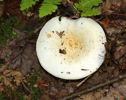 Lactifluus subvellereus var. subdistans Habitat: Growing on the ground, under oak, in a mixed forest.
https://www.jungledragon.com/image/91834/lactifluus_subvellereus_var._subdistans.html
https://www.jungledragon.com/image/91833/lactifluus_subvellereus_var._subdistans.html Geotagged,Lactifluus,Lactifluus subvellereus,Lactifluus subvellereus var. subdistans,Summer,United States,fungus,mushroom
