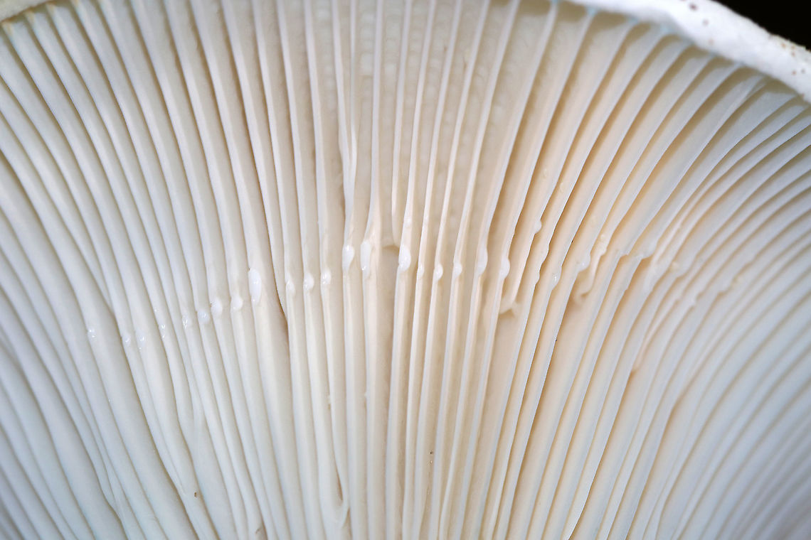 Lactifluus subvellereus var. subdistans Habitat: Growing on the ground, under oak, in a mixed forest.<br />
<figure class="photo"><a href="https://www.jungledragon.com/image/91834/lactifluus_subvellereus_var._subdistans.html" title="Lactifluus subvellereus var. subdistans"><img src="https://s3.amazonaws.com/media.jungledragon.com/images/3232/91834_thumb.jpg?AWSAccessKeyId=05GMT0V3GWVNE7GGM1R2&Expires=1767225610&Signature=CUZsy0J%2BuowsiDicetzWo8B6JW8%3D" width="200" height="166" alt="Lactifluus subvellereus var. subdistans Habitat: Growing on the ground, under oak, in a mixed forest.<br />
https://www.jungledragon.com/image/91832/lactifluus_subvellereus_var._subdistans.html<br />
https://www.jungledragon.com/image/91833/lactifluus_subvellereus_var._subdistans.html Geotagged,Lactifluus subvellereus,Summer,United States" /></a></figure><br />
<figure class="photo"><a href="https://www.jungledragon.com/image/91832/lactifluus_subvellereus_var._subdistans.html" title="Lactifluus subvellereus var. subdistans"><img src="https://s3.amazonaws.com/media.jungledragon.com/images/3232/91832_thumb.jpg?AWSAccessKeyId=05GMT0V3GWVNE7GGM1R2&Expires=1767225610&Signature=TIBS82KLxi4cR90836GEZ8cFLh4%3D" width="200" height="160" alt="Lactifluus subvellereus var. subdistans Habitat: Growing on the ground, under oak, in a mixed forest.<br />
https://www.jungledragon.com/image/91834/lactifluus_subvellereus_var._subdistans.html<br />
https://www.jungledragon.com/image/91833/lactifluus_subvellereus_var._subdistans.html Geotagged,Lactifluus,Lactifluus subvellereus,Lactifluus subvellereus var. subdistans,Summer,United States,fungus,mushroom" /></a></figure> Geotagged,Lactifluus subvellereus,Summer,United States