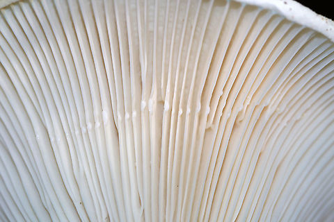 Lactifluus subvellereus var. subdistans Habitat: Growing on the ground, under oak, in a mixed forest.
https://www.jungledragon.com/image/91834/lactifluus_subvellereus_var._subdistans.html
https://www.jungledragon.com/image/91832/lactifluus_subvellereus_var._subdistans.html Geotagged,Lactifluus subvellereus,Summer,United States