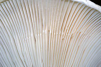 Lactifluus subvellereus var. subdistans Habitat: Growing on the ground, under oak, in a mixed forest.<br />
https://www.jungledragon.com/image/91834/lactifluus_subvellereus_var._subdistans.html<br />
https://www.jungledragon.com/image/91832/lactifluus_subvellereus_var._subdistans.html Geotagged,Lactifluus subvellereus,Summer,United States