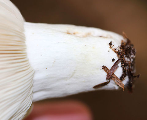 Lactifluus subvellereus